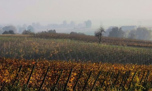 vigneti2