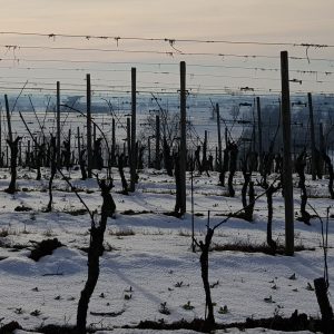vigneti5