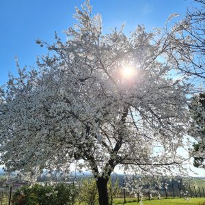 Spring in Colle Manora